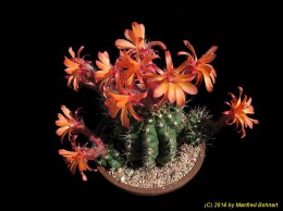Matucana oreodoxa 1463